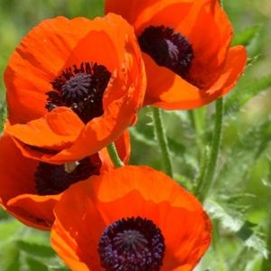 Meet your Posher, SP